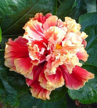 Double Petal Hibiscus Hybrid Flower Plant
