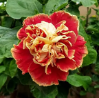 Double Petal Hibiscus Hybrid Flower Plant