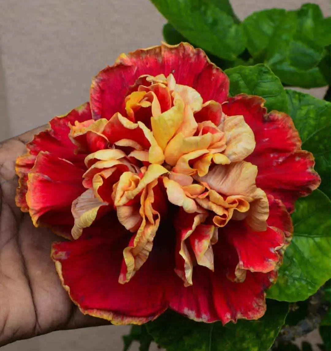 Double Petal Hibiscus Hybrid Flower Plant