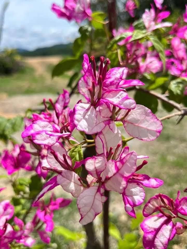 Bidadari Bougainvillea Flower Live Plant