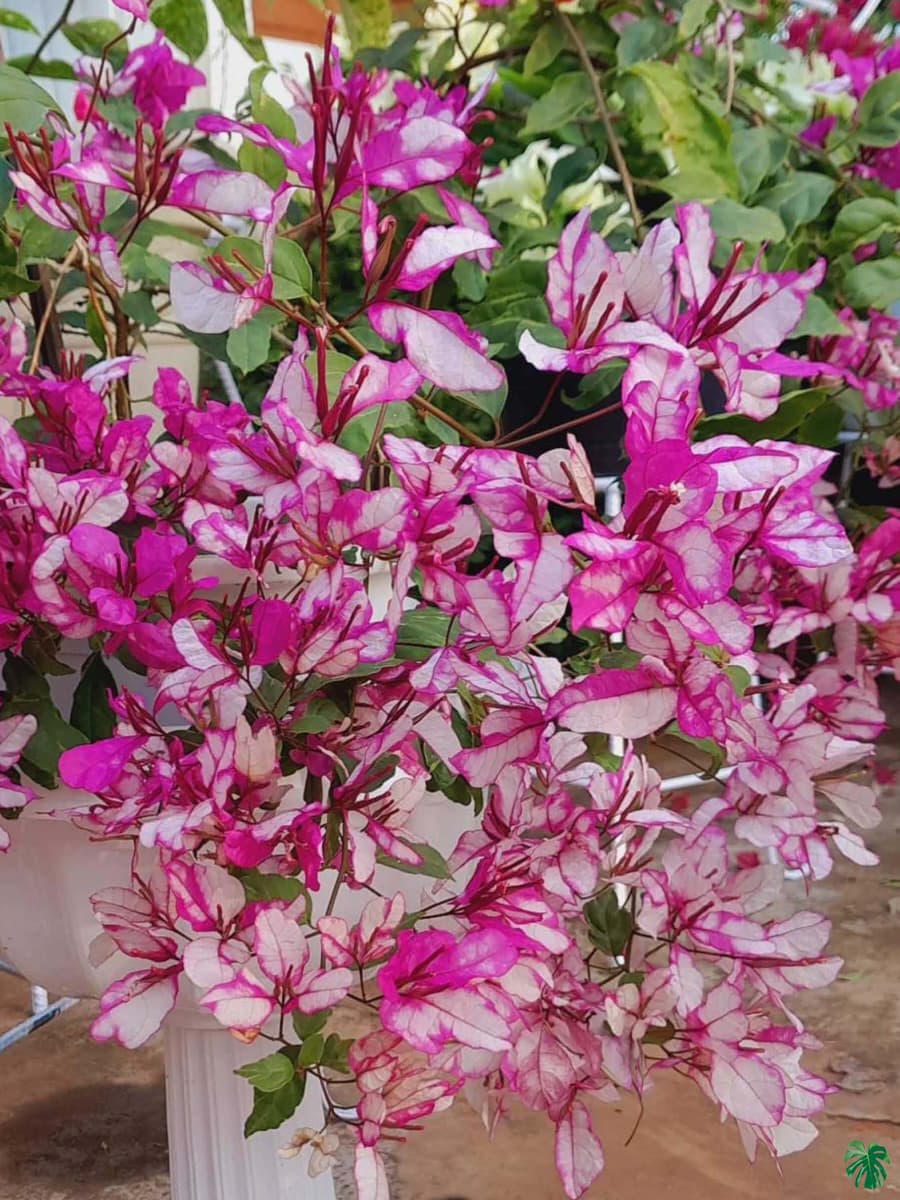 Bidadari Bougainvillea Flower Live Plant