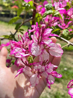 Bidadari Bougainvillea Flower Live Plant