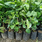 American Hibiscus Hybrid Flower Plant