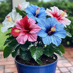 Multi Colour Hibiscus /gudhal Flowers 1 Healthy Plant (pack Of - 1)