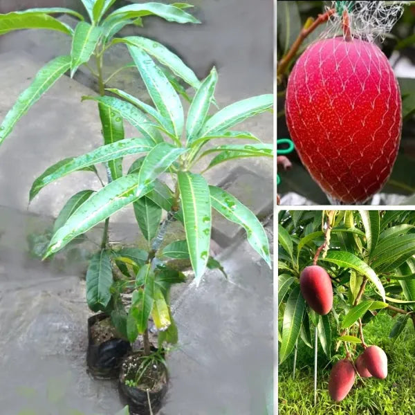 Miyazaki Mango Plant/dwarf And Hybrid (grafted Plant)