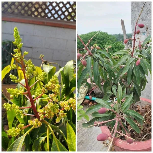Miyazaki Mango Plant/dwarf And Hybrid (grafted Plant)