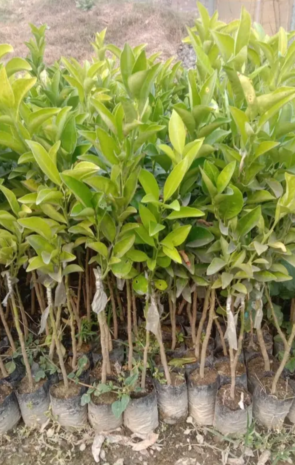 Chinese Sweet Orange/santra Hybrid Graftad Fruit Plant