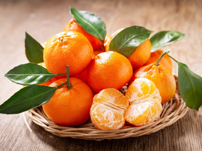 Chinese Sweet Orange/santra Hybrid Graftad Fruit Plant