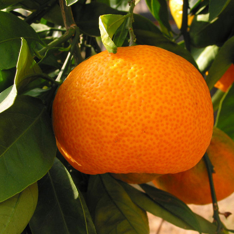 Chinese Sweet Orange/santra Hybrid Graftad Fruit Plant