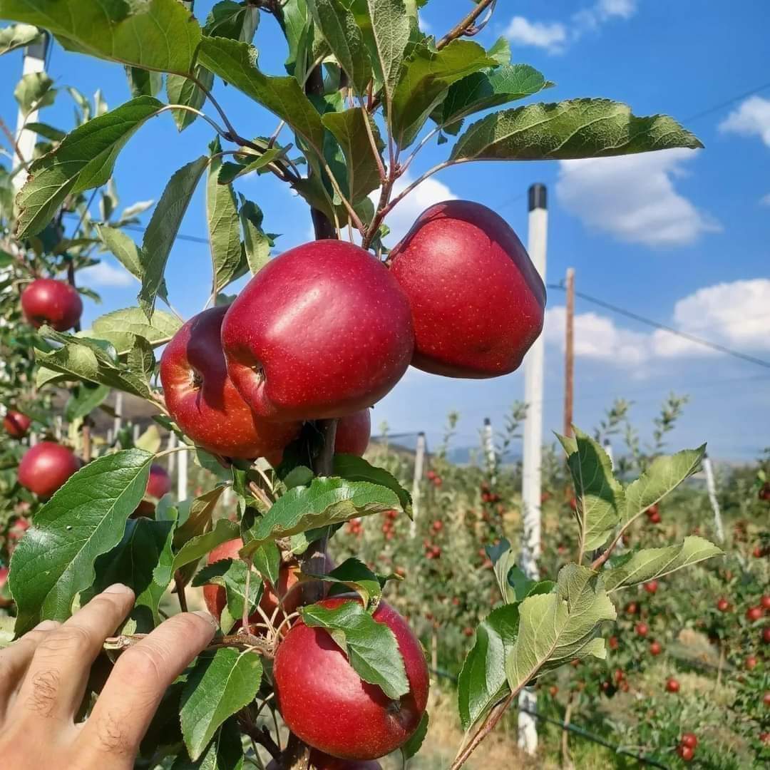 Hot Climate Apple Hr - 99 Hybrid Fruit Plant (pack Of - 1)
