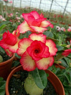 Cats Eye Variety Adenium Flower Plant (pack Of - 6)