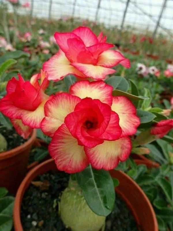 Cats Eye Variety Adenium Flower Plant (pack Of - 6)