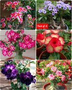 Cats Eye Variety Adenium Flower Plant (pack Of - 6)