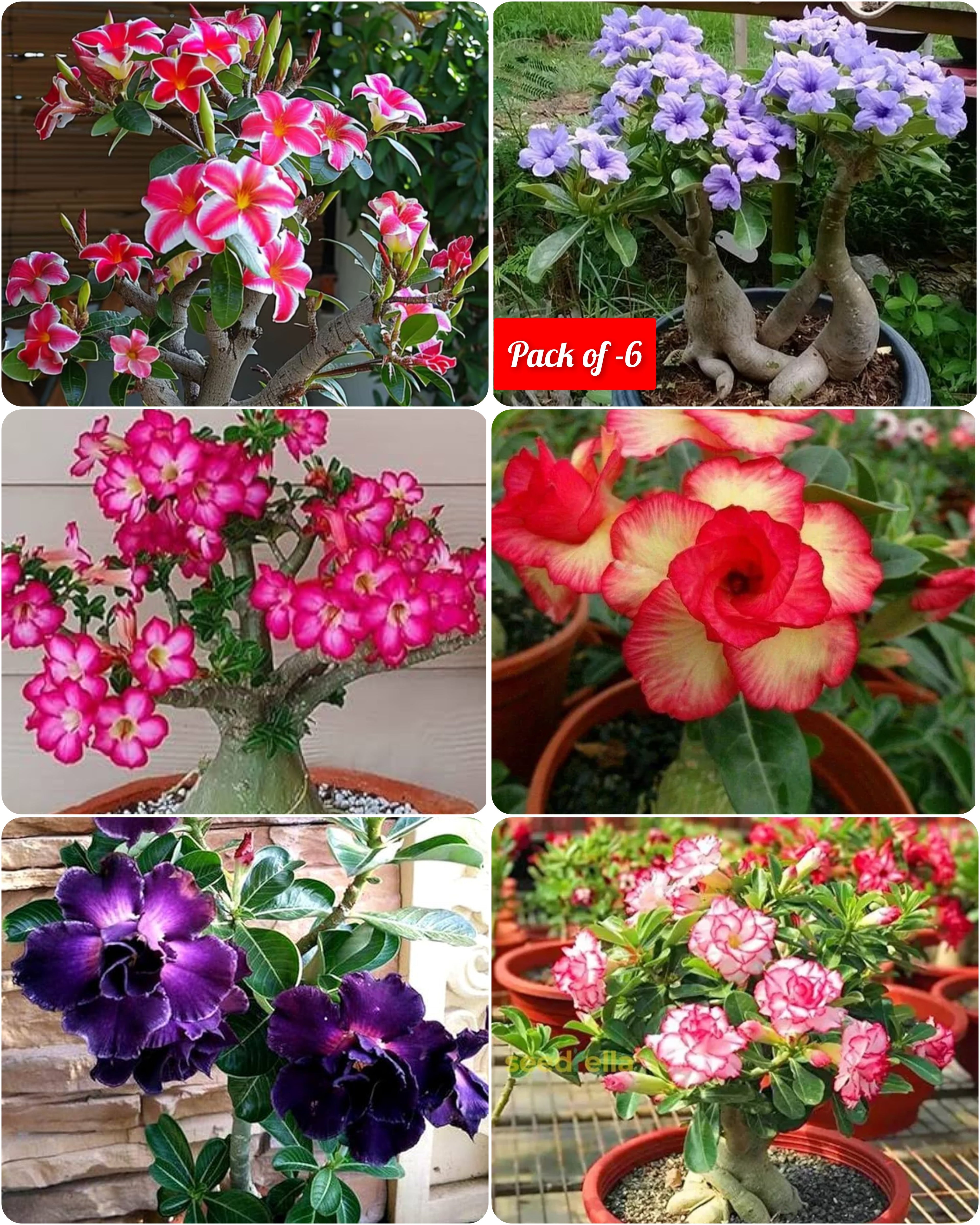 Cats Eye Variety Adenium Flower Plant (pack Of - 6)