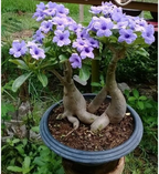 Cats Eye Variety Adenium Flower Plant (pack Of - 6)