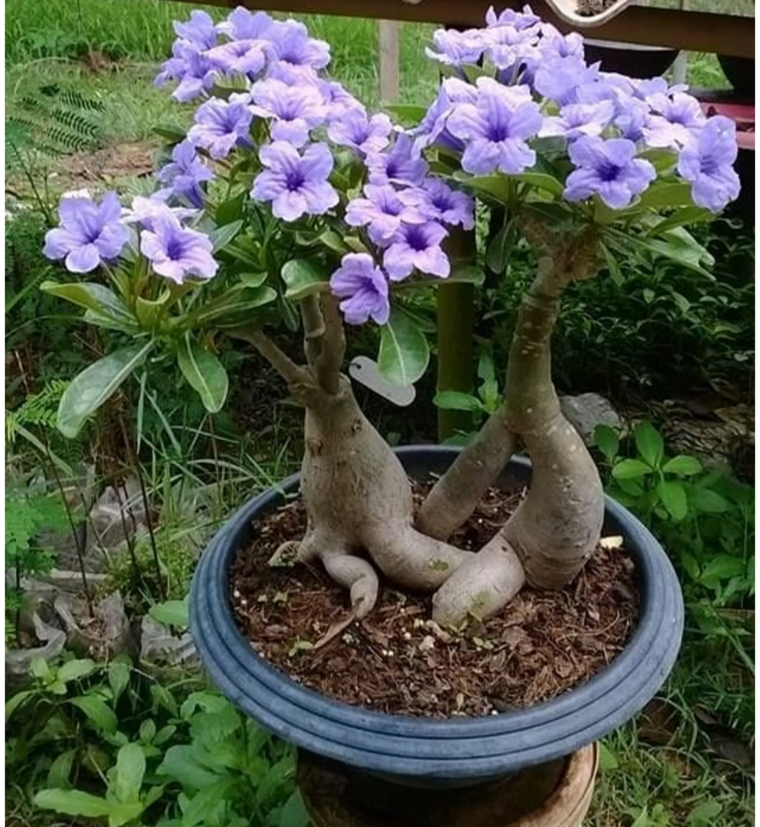 Cats Eye Variety Adenium Flower Plant (pack Of - 6)