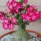 Cats Eye Variety Adenium Flower Plant (pack Of - 6)