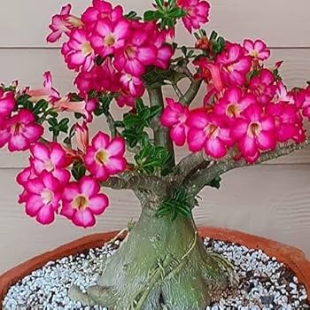 Cats Eye Variety Adenium Flower Plant (pack Of - 6)