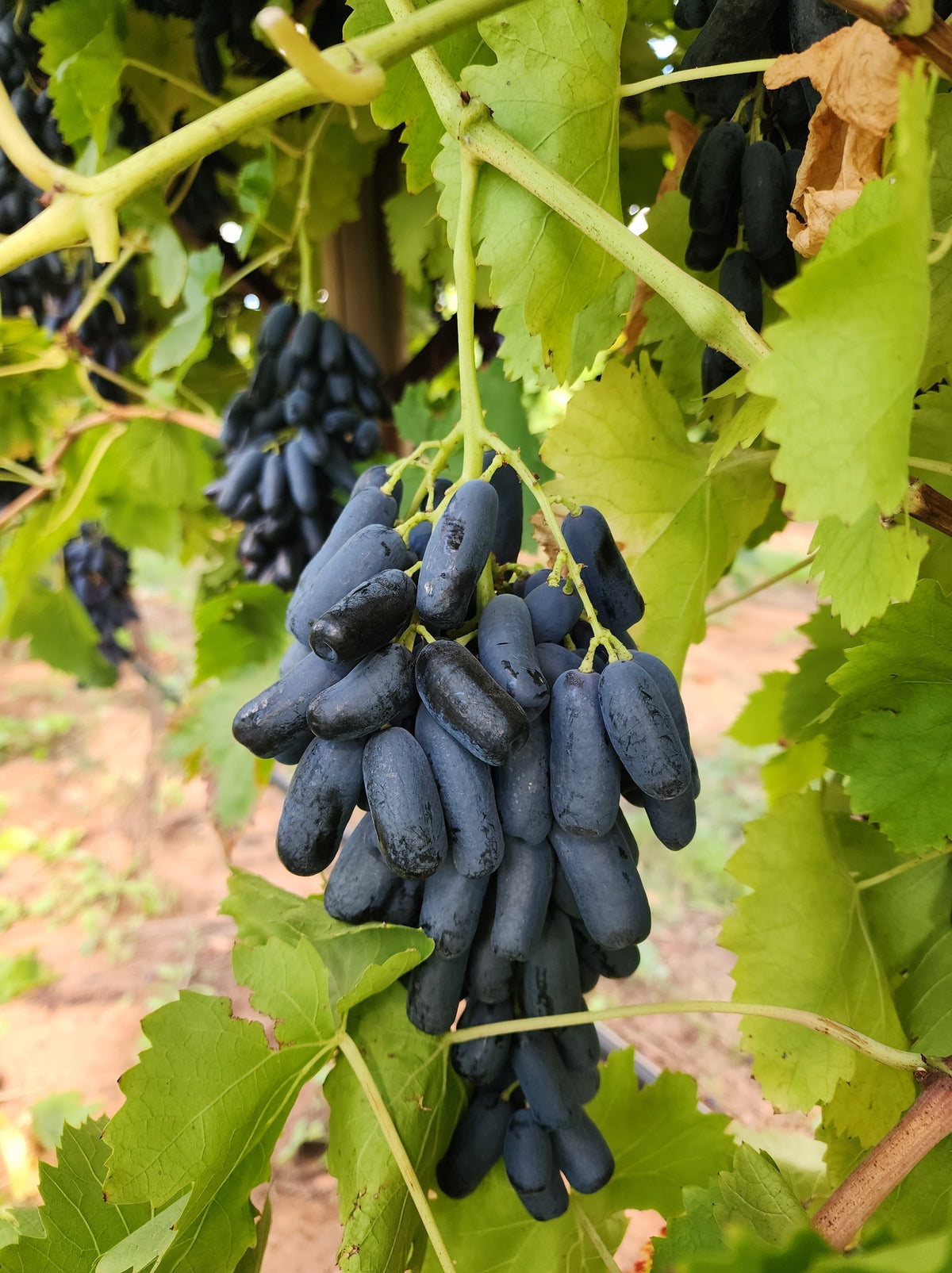 Thai Varities Black Finger Grapes Hybrid Fruit Plant (pack Of - 1)