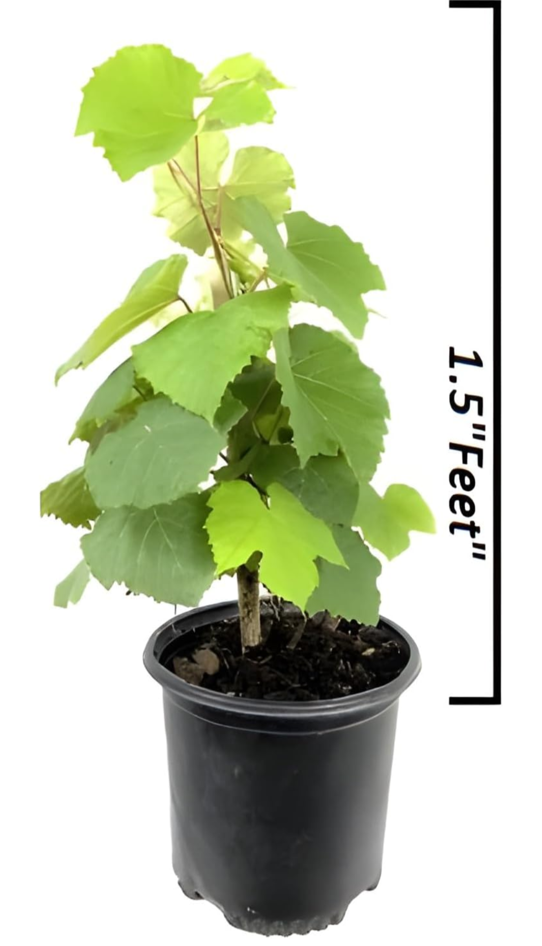 Thai Varities Black Finger Grapes Hybrid Fruit Plant (pack Of - 1)