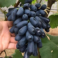 Thai Varities Black Finger Grapes Hybrid Fruit Plant (pack Of - 1)
