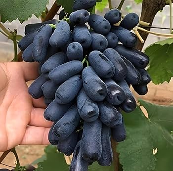 Thai Varities Black Finger Grapes Hybrid Fruit Plant (pack Of - 1)