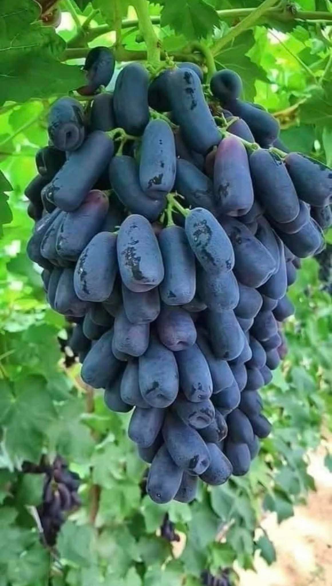 Thai Varities Black Finger Grapes Hybrid Fruit Plant (pack Of - 1)