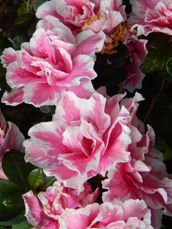 Azelia Flower Hybrid Dwarf Variety Live Plant (pack Of - 1)