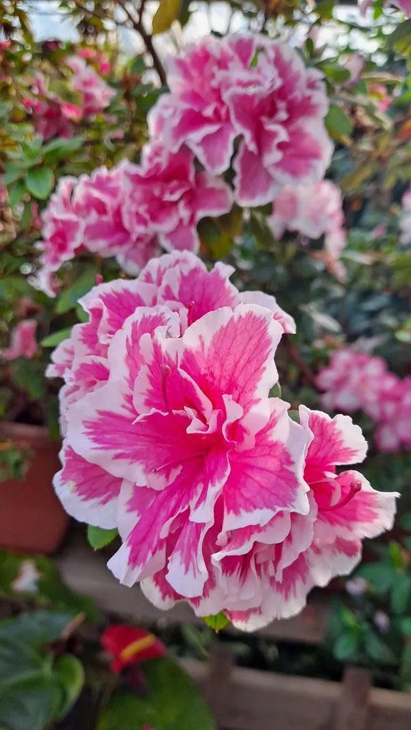 Azelia Flower Hybrid Dwarf Variety Live Plant (pack Of - 1)