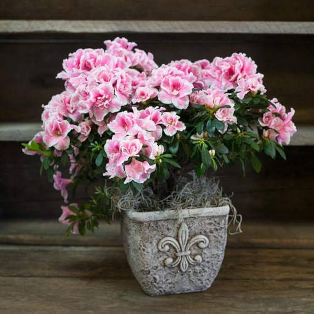 Azelia Flower Hybrid Dwarf Variety Live Plant (pack Of - 1)