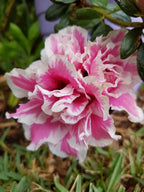 Azelia Flower Hybrid Dwarf Variety Live Plant (pack Of - 1)