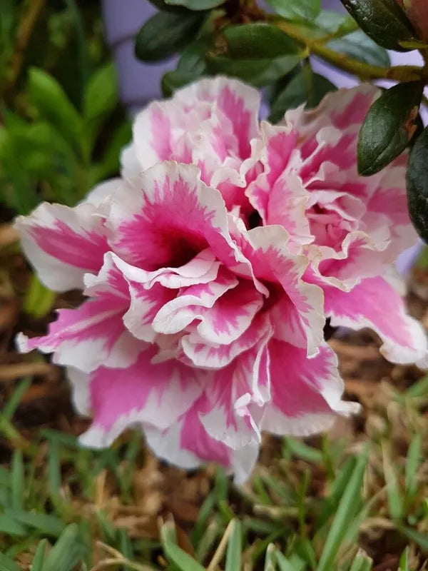 Azelia Flower Hybrid Dwarf Variety Live Plant (pack Of - 1)