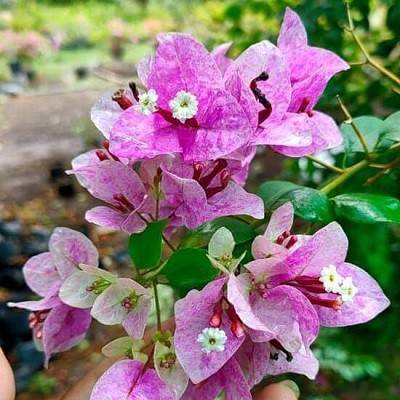 Purple Violet September Bougainvillea Flower Plant