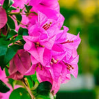 Purple Violet September Bougainvillea Flower Plant