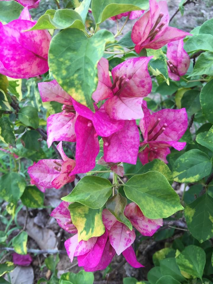 Purple Violet September Bougainvillea Flower Plant