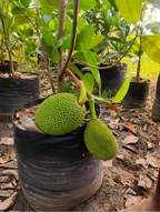 Vietnam Super Early Jackfruit(grafted) - All Time Jackfruit Plant