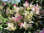 Splash Iec Cream Bougainvillea Flower Live Plant