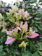Splash Iec Cream Bougainvillea Flower Live Plant