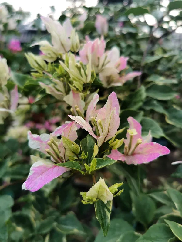 Splash Iec Cream Bougainvillea Flower Live Plant