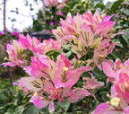Splash Iec Cream Bougainvillea Flower Live Plant