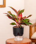 Aglaonema Lipstick Plant Natural Indoor Live Plant ( Pack Of - 1)