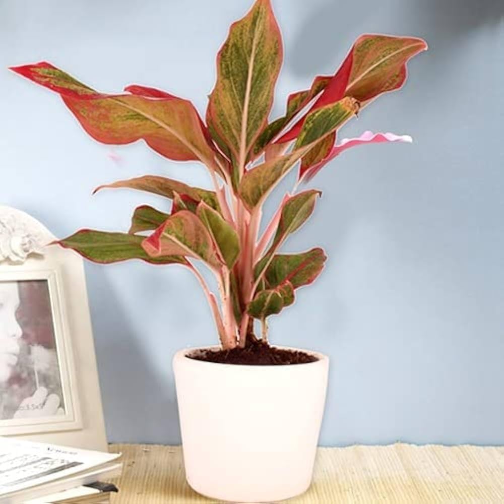 Aglaonema Lipstick Plant Natural Indoor Live Plant ( Pack Of - 1)