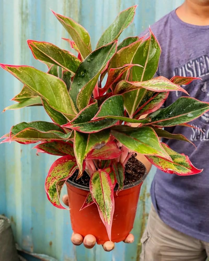 Aglaonema Lipstick Plant Natural Indoor Live Plant ( Pack Of - 1)