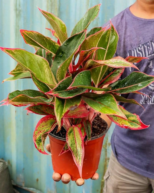 Aglaonema Lipstick Plant Natural Indoor Live Plant ( Pack Of - 1)