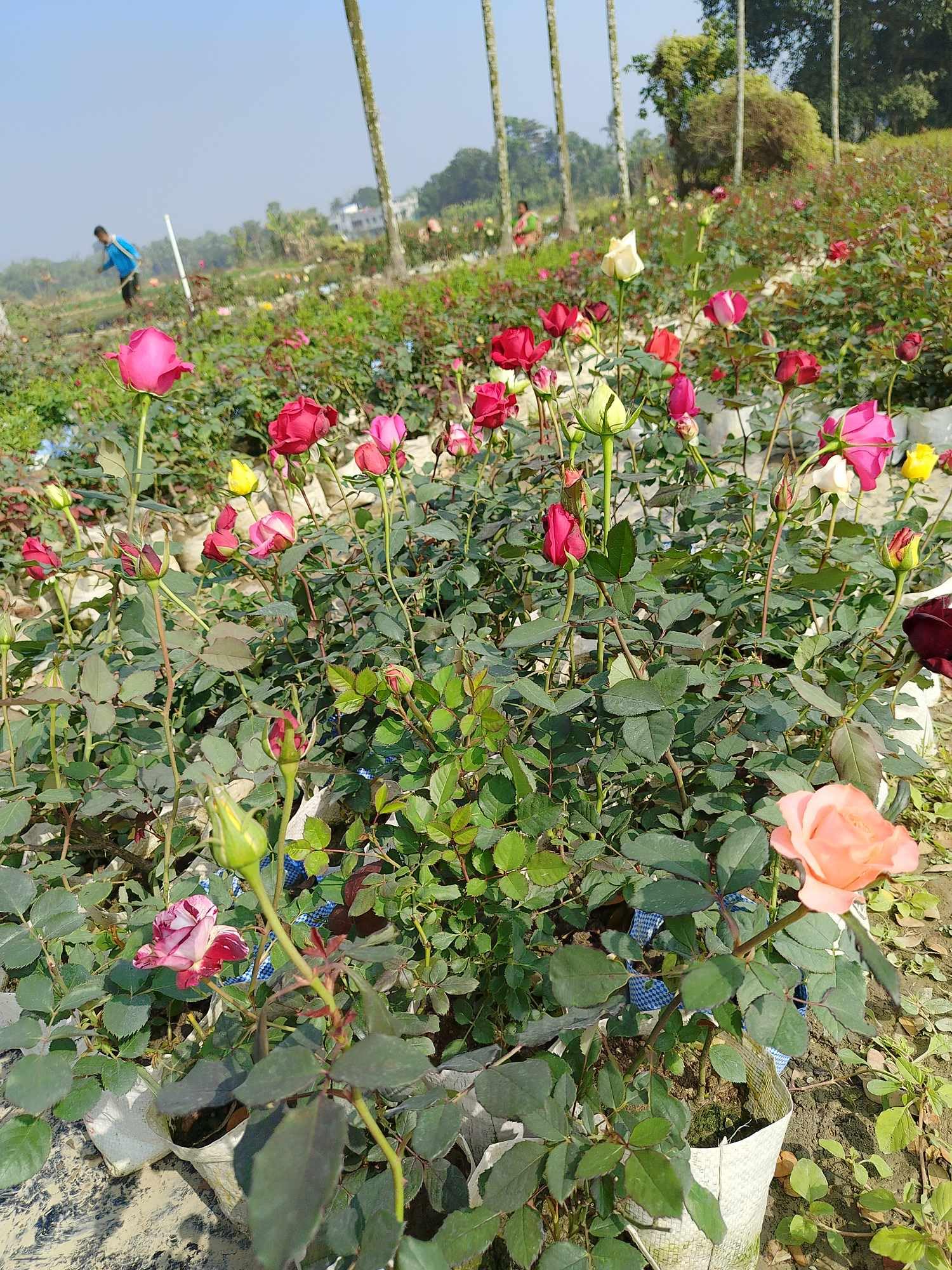 Black Rose Rare Flower Hybrid Live Plant ( Pack Of- 1)