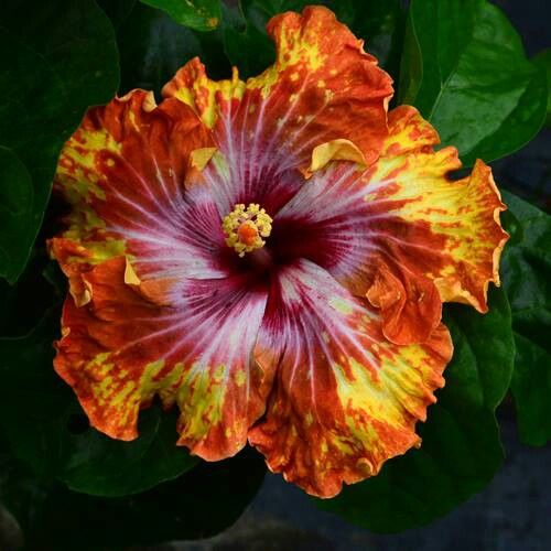 American Varitey Hibiscus Flower Hybrid Live Plant