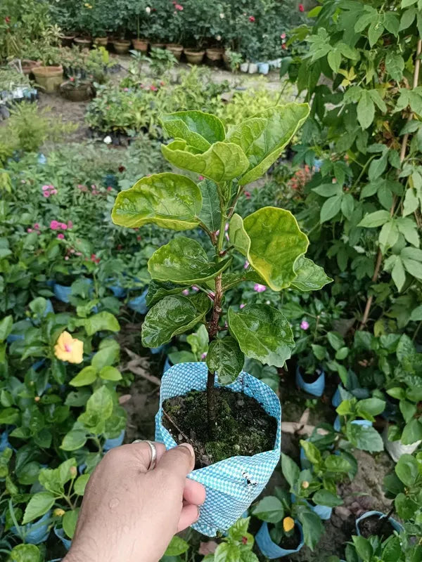 American Varitey Hibiscus Flower Hybrid Live Plant