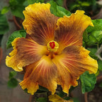 American Varitey Hibiscus Flower Hybrid Live Plant